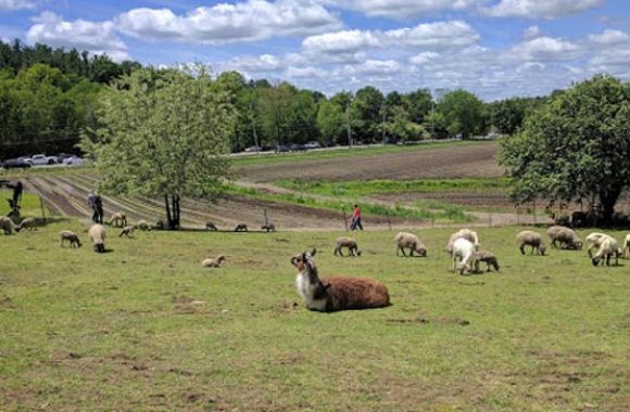 Littleton MA SpringDell Farm