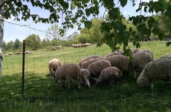 Littleton MA View of Sheep at SpringDell Farm