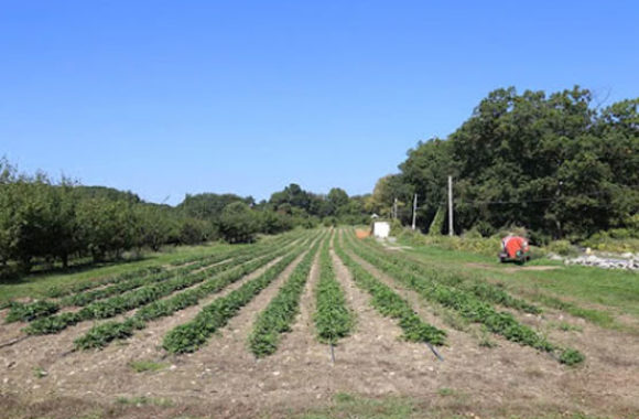 North Andover MA Smolak Farms Vegtable Garden