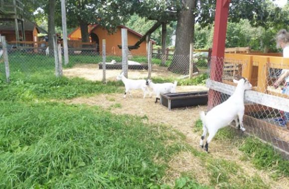 Tyngsborough MA Parlee Farms Goats in Barn