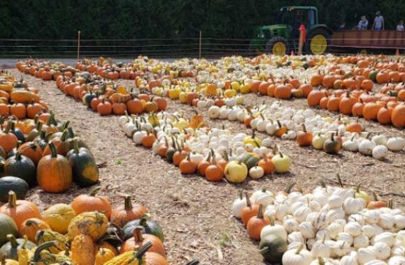 Tyngsborough MA Parlee Farms Pumkin Patch